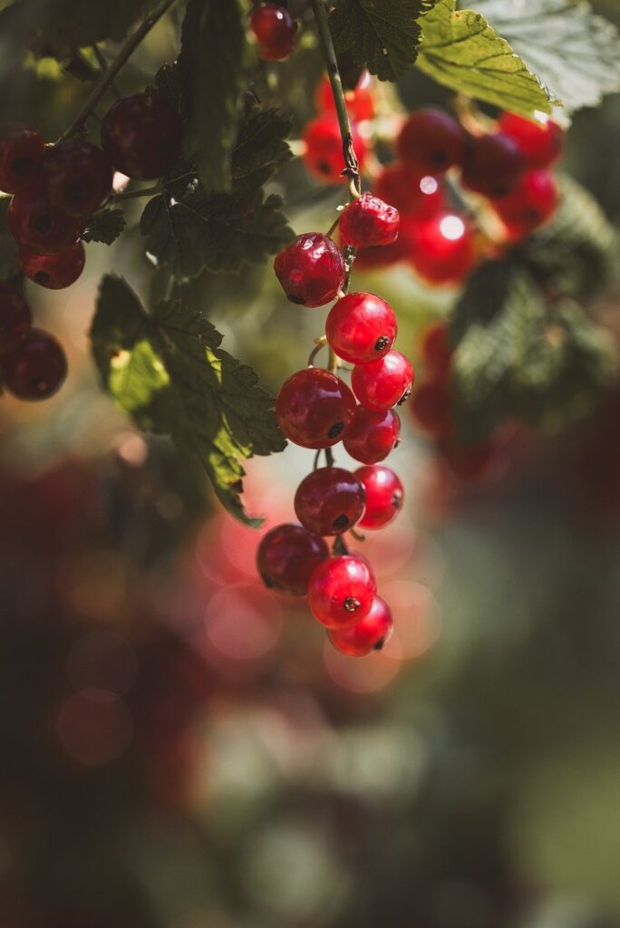 red, garden, ripe, berry, fruits, nature, leafs, healthy, nature, nature, nature, nature, nature